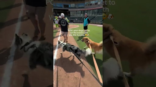 Dogs RUN THE BASES with the Knights! #shorts