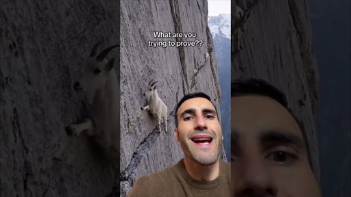 These goats make me so mad #animals #wildlife #nature