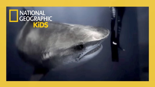 World's Biggest Tiger Shark Full Episode | @natgeokids