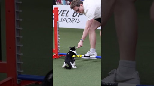 i snuck a cat into a dog show