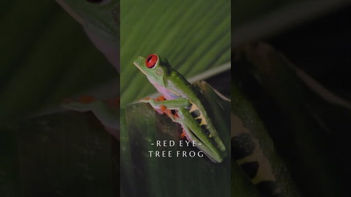 Red Eye Tree Frog