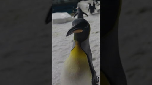 Say hi to Stephen the penguin! 📍SeaWorld San Diego​