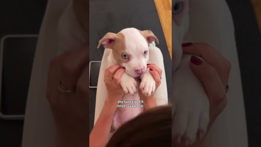 Puppy yoga is always a good idea 🤝
