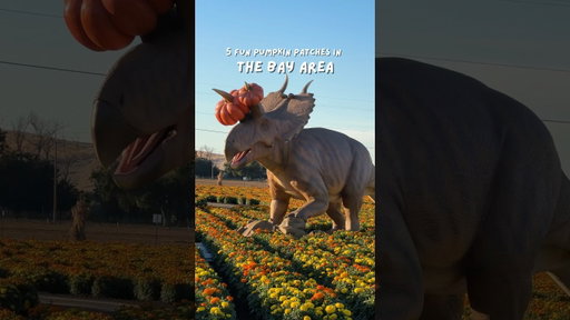 5 fun pumpkin patches in the Bay Area #bayarea #thingstodo #pumpkinfarm #pumpkinpatch