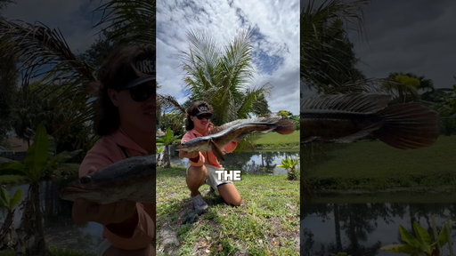 I CAUGHT A GIANT INVASIVE SPECIES @MysteryTackleBox #fishing #shorts #snakehead #florida #viral