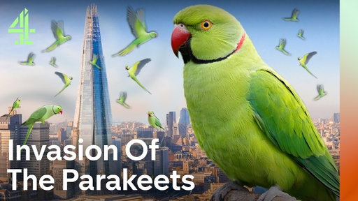 Britain’s Parakeet Invasion: How Did It Happen? | Invasion of the Parakeets | Channel 4 Docs