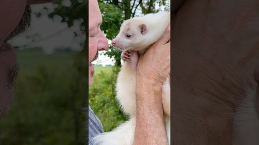 Cute enough to be a pet. Wild enough that it shouldn’t be.