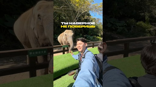 На юге Китая есть свои тропики 🌴 провинция Юньнань, район Сишуанбаньна ✈️ #путешествия #китай