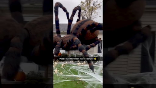 IS THIS THE WORLD’S BIGGEST SPIDER 😳