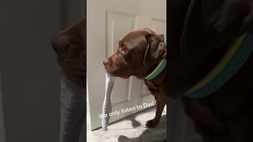 Dad didn’t even want the dog to begin with yet 😂 🐺 🎥: Leesa.Shaun on TT
