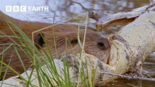 Beaver Fells Tree in Just a Few Hours | Yellowstone | BBC Earth | BBC Studios
