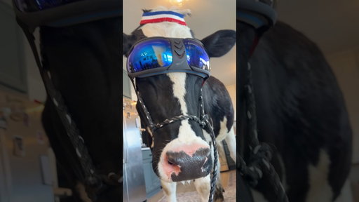 Keeping Bruce moo-ving with @Accio_official #cow #brucethecow #MyAccioWorks #Accio #AgenticBusiness