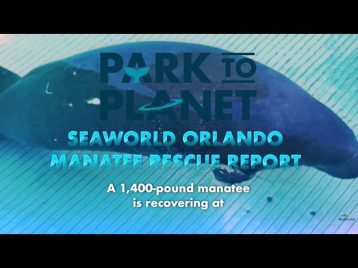 SeaWorld Orlando Manatee Rescue Report