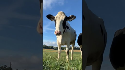Cows are the star at HERSHEY’S! Thanks for watching her 🥹