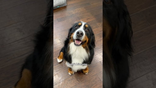 My Bernese Mountain Dog Won’t Bite, But She’ll Nibble Nibble Nibble