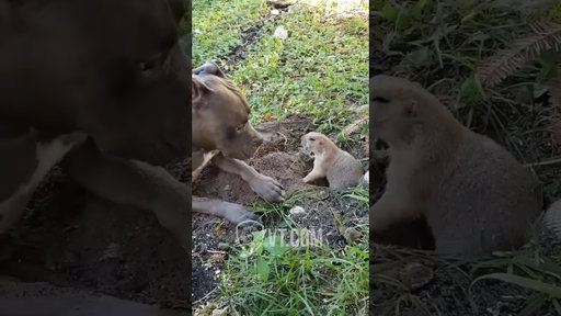 Prairie Dog FLIPS OUT On Pitbull 😂🐶
