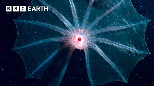 Extraordinary Wildlife Scenes Narrated By David Attenborough | BBC Earth | BBC Studios