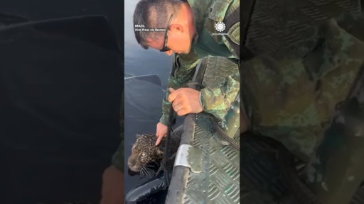 Rescuers Pull Injured Jaguar From River