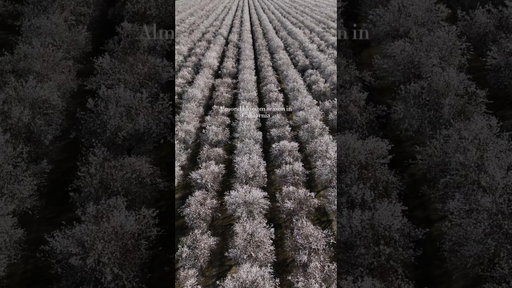 Almond blossom season in California