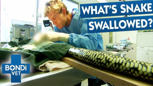 5 Most Bizarre Animal Emergencies | Bondi Vet