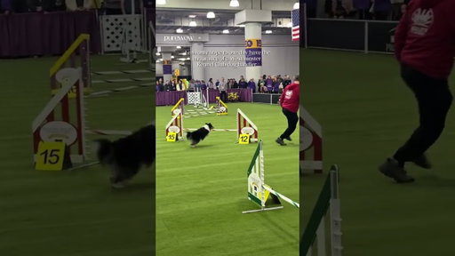 Westminster Kennel Dog #dog #dogshow #funny #humor