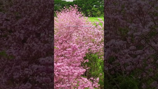 Pink Trumpet Trees of Bukidnon 🌸