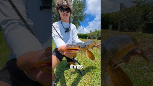 Stud on the Chatterbait from my @MysteryTackleBox ‼️ #fishing #shorts #snakehead #florida #fish
