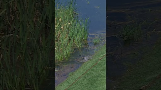 A fish ate his ball! What just happened! #golf #livgolf