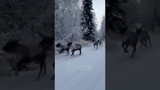 Angry Reindeer LOSES It on His Crew! 🦌🤬