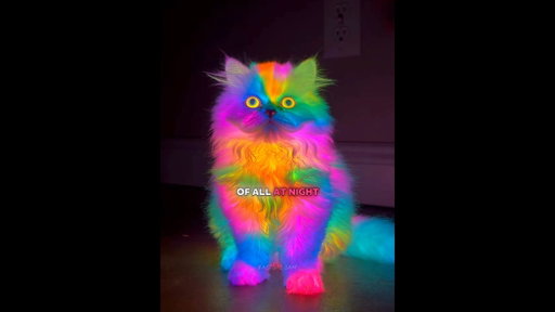 This Cat Started Glowing in the Dark… 😳🐱/#ytshorts #shorts #cat
