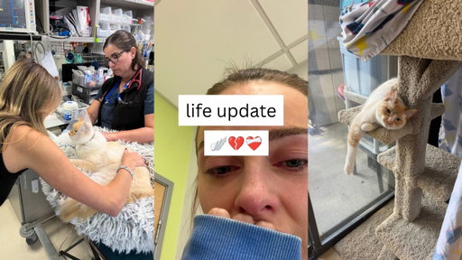 life update | saying goodbye to our cat, spca adoption, dermatologist appointment
