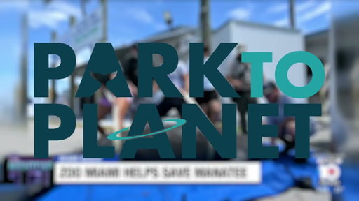 Haulover Marina Manatee Rescue