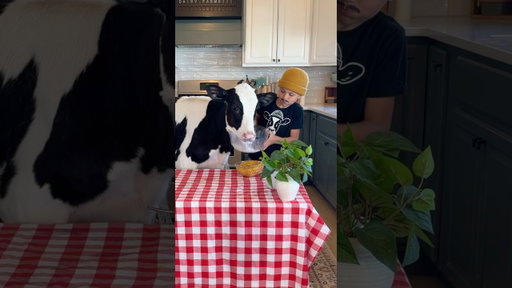 Trying to make breakfast with Burt! #cow #brucethecow #farm #animals