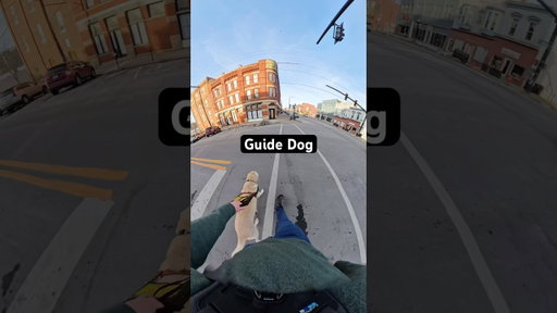 Guide Dog Moves Out Of Crosswalk #guidedog #dog #dogs