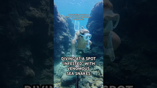 Would you still dive here if someone said this spot was “infested” with sea snakes? 🐍🙄