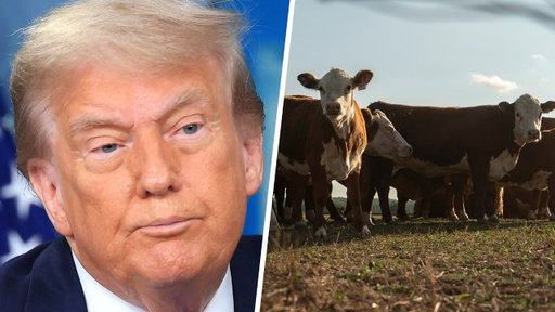 'It's ridiculous!': Red state farmers BLAST Trump admin's beef import plan
