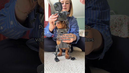 We filmed our vacation through our dog's eyes #travel #vacation #dog