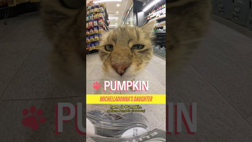 Meet Pumpkin in Williamsburg