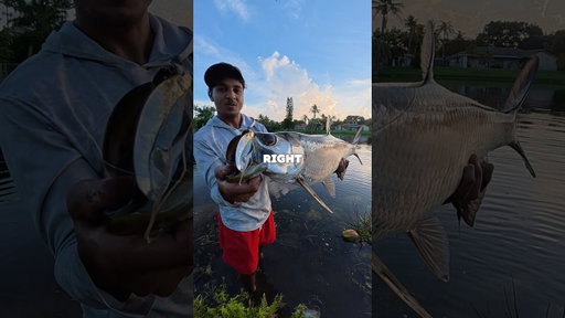 FISHING SOUTH FLORIDA CANALS USING LIVE BAIT⁉️#shorts #fishing #florida #tarpon #peacockbass