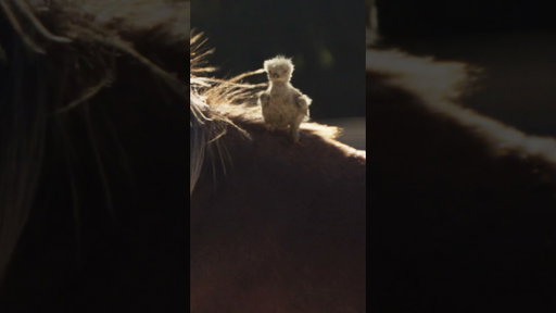 Budweiser | Super Bowl LX 'Legs'