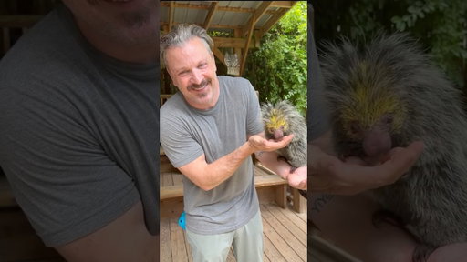 This cutie is the Mexican hairy dwarf porcupine.