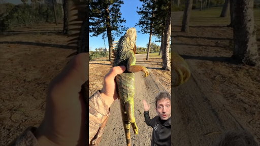 Raining Iguanas in Florida