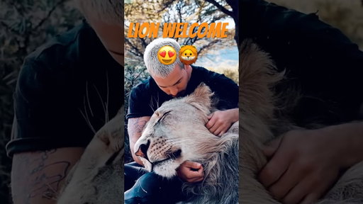 Would you greet Lions like this?🦁