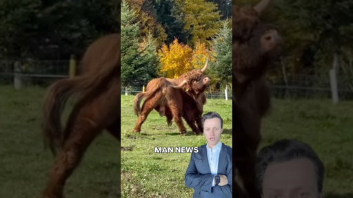 Bull Flexes on Humanity | Man News (via vascotheridgeback/ig) #bull #ftb #whatthe #funnyanimals