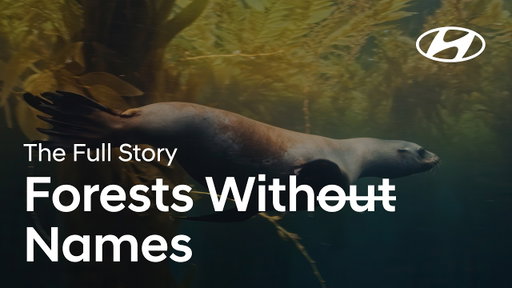 Forests Without Names | The Full Story
