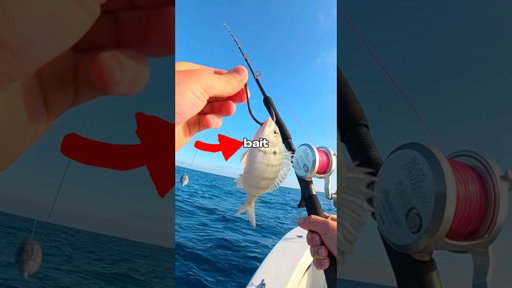 I Fished with LIVE Bait 🐟🎣