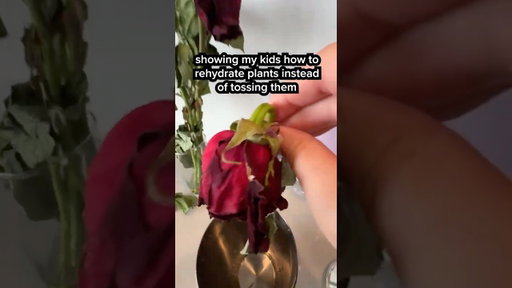 YOU WILL NOT BELIEVE HOW THIS PLANT TRANSFORMED!?! #shorts  #plants  #parentinghacks  #funny