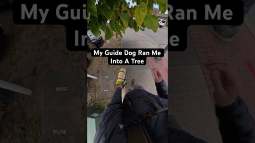 My Guide Dog Made A Mistake #guidedog #dog #dogs