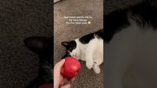 New Year, New Cat Treats