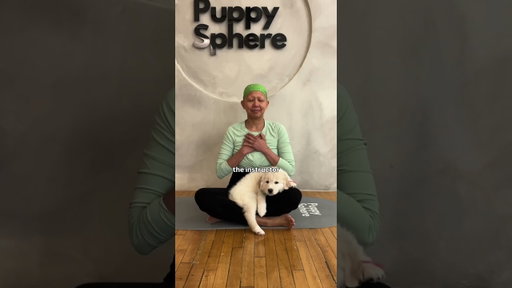 Wellness looks different for everyone. For us, it starts with a gorgeous studio space and puppies 🐾
